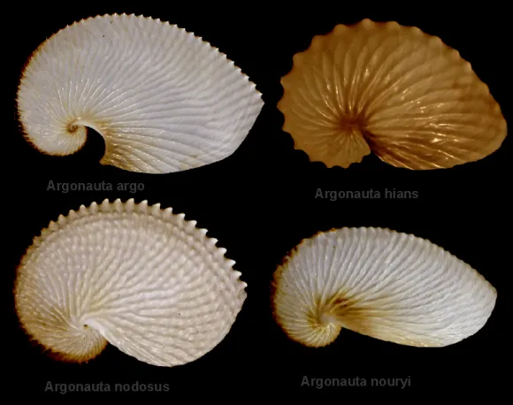 Four Argonauta brood cases labelled A. argo, A. hians, A. nodosus and A. nouryi on a black background.