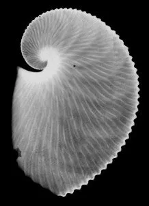 X-ray image of an Argonaut brood shell in the original comparison with a Nautilus shell.