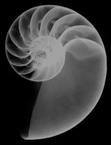 Nautilus shell with its internal chambers visible in profile.