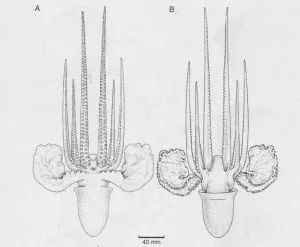 Scientific drawing of female Argonauts, with the animals shown from two views.