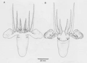 Second scientific drawing of female Argonauts, with the animals shown from two views.