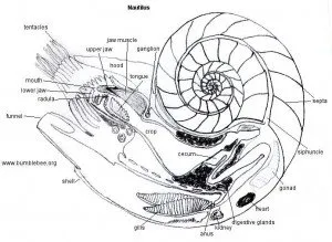Labeled cutaway diagram of a Nautilus showing its shell, chambers and internal anatomy.