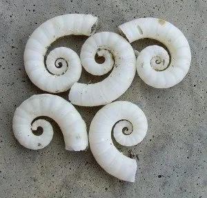 Small white, coiled Spirula shells arranged on a gray surface.