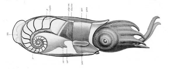 Cutaway illustration of a chambered Nautilus showing its shell chambers and the animal.